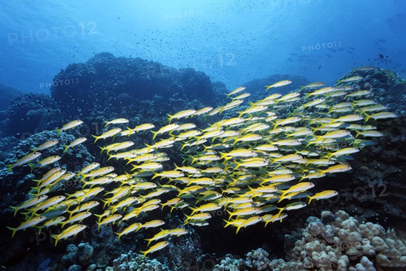 Shoal of yellowfin sea bass
