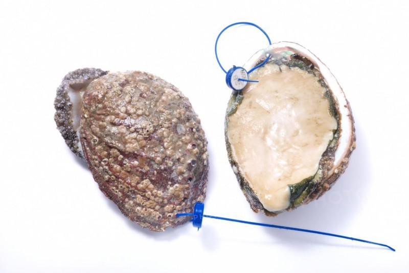 Abalone
