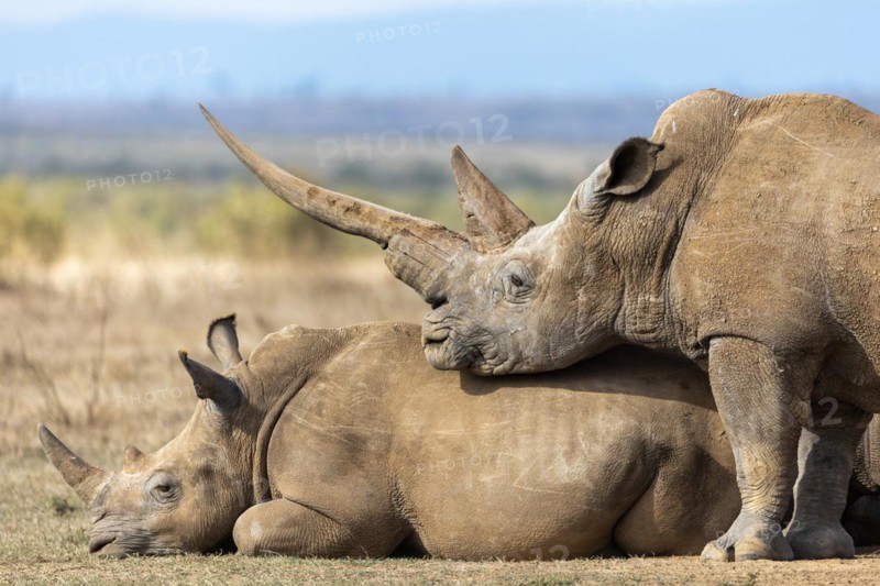 White rhinoceros