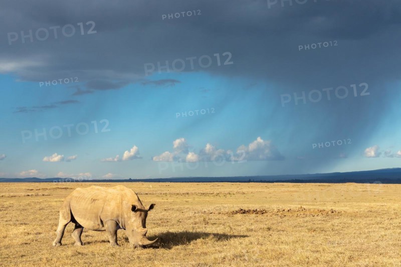 White rhinoceros