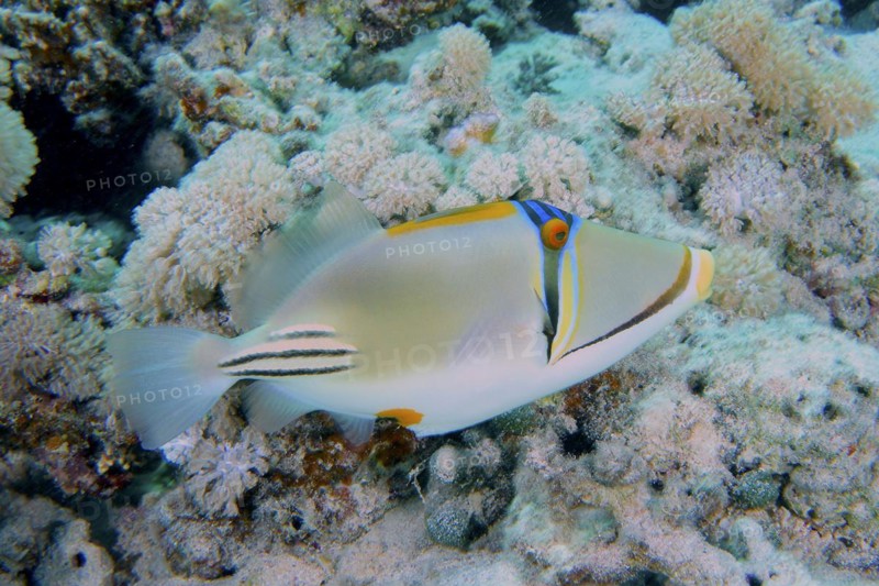 Arabian arabian picasso triggerfish