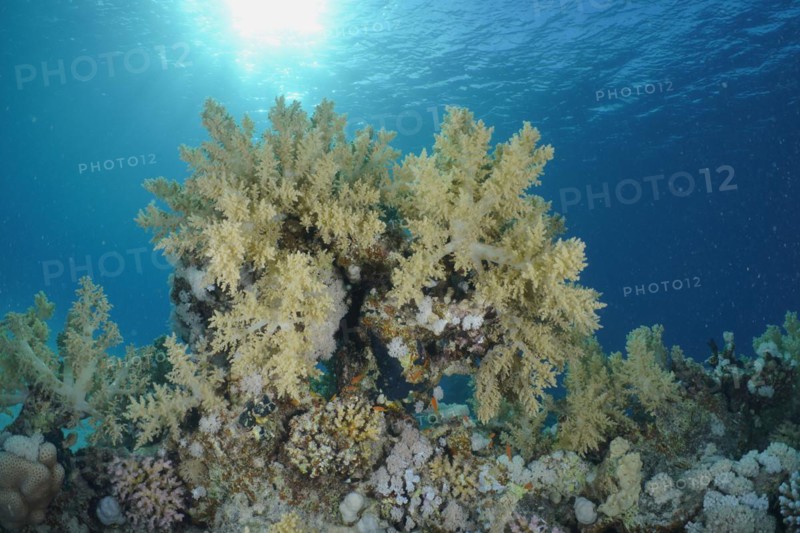 Broccoli tree