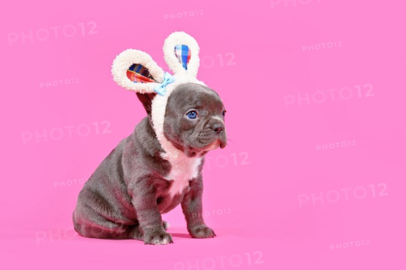 Black French Bulldog dog puppy with Easter ears on pink background with copy space
