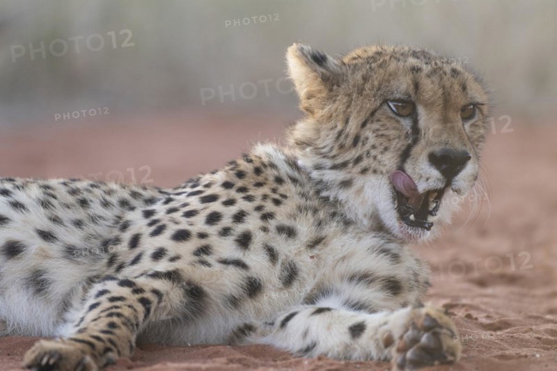 Cheetah