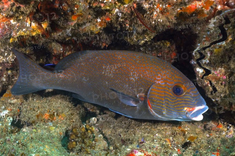 Orange-spotted sweetlips