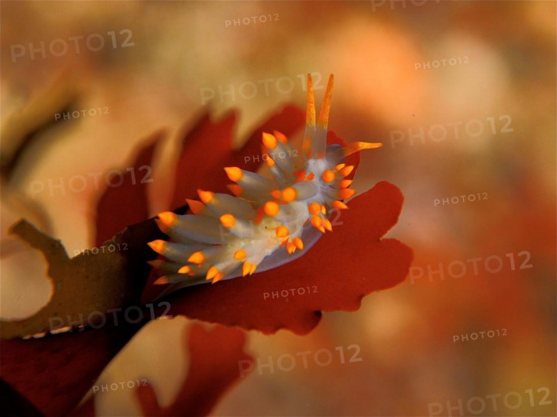 Orange-spotted balloon thread snail