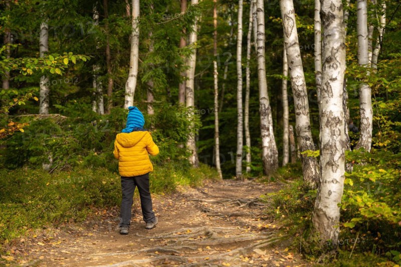 A little boy is walking on a hiking trail through the forest