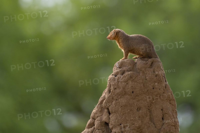 Mongoose