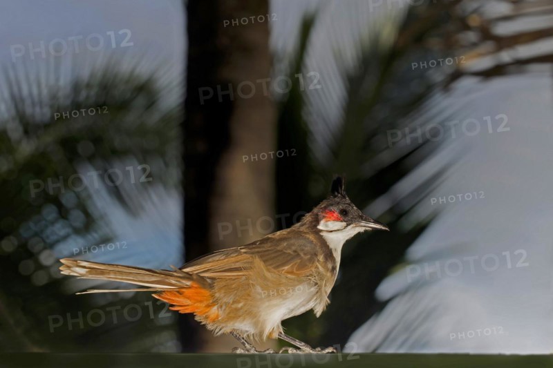 A Red-fronted Bulbul