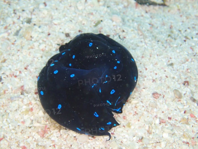 Two specimens of blue dotted head slug