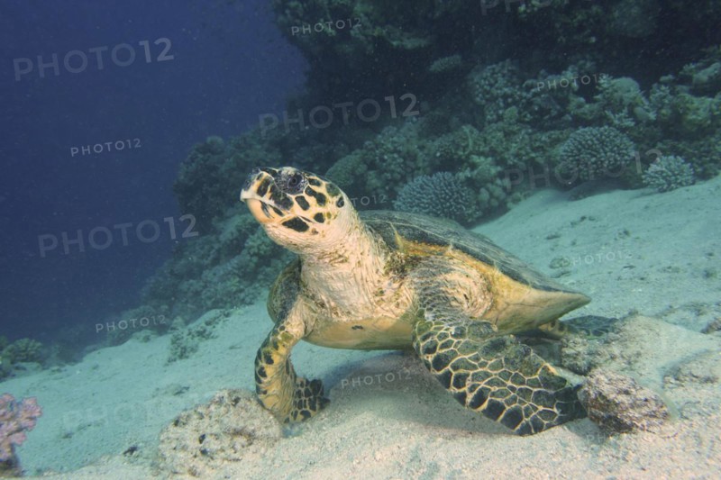 A hawksbill turtle