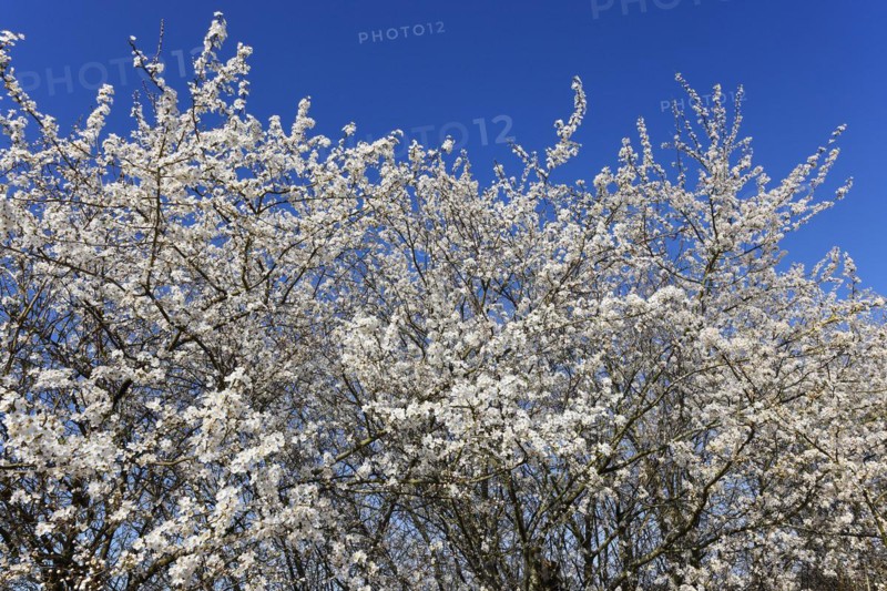 Flowering blackthorn