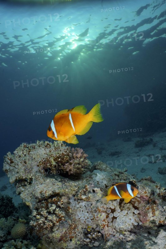 Pair of red sea clownfish