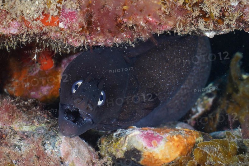 Portrait of Black Moray Eel