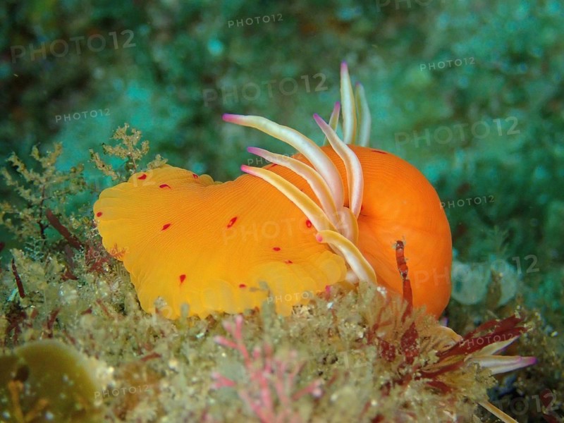 Candy Cane Anemone