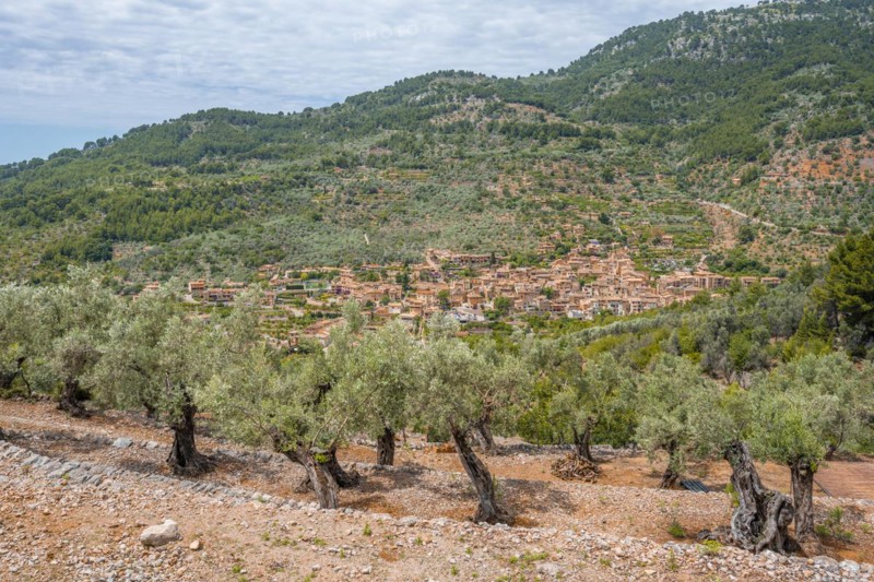 Olive trees in terraced cultivation