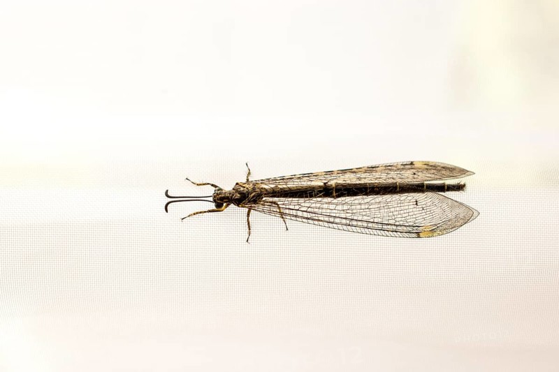 Fly resting on window curtain