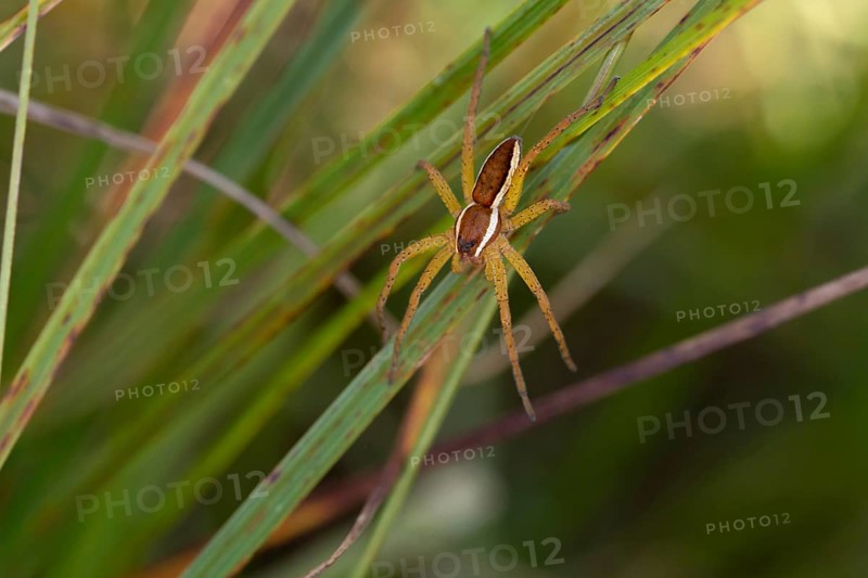Raft spider