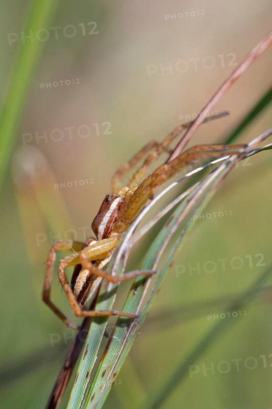 Raft spider