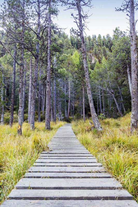 Yellow-coloured larches in autumn at Lake Palpuogna