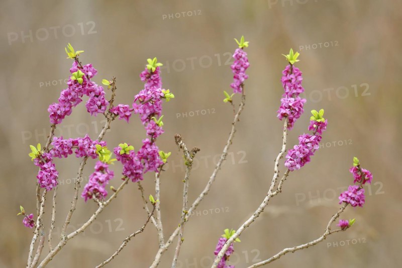 Daphne