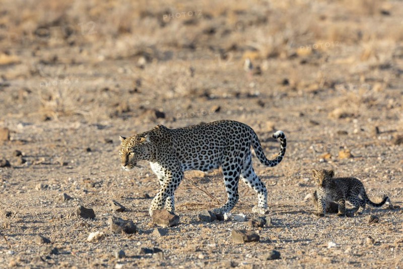 Leopard