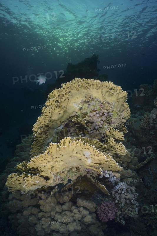 Net fire coral