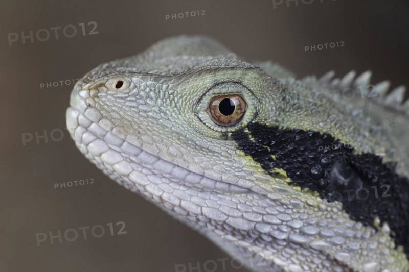 Bearded Dragon