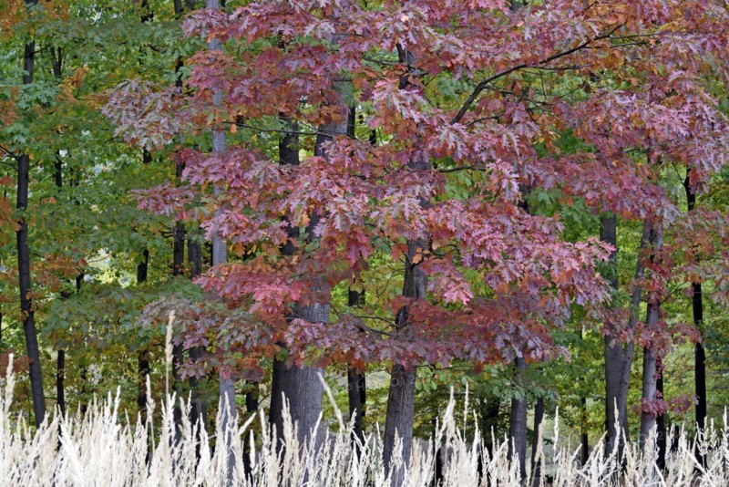 Northern red oak