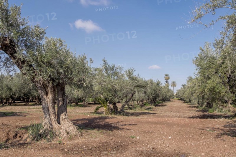 Olive trees
