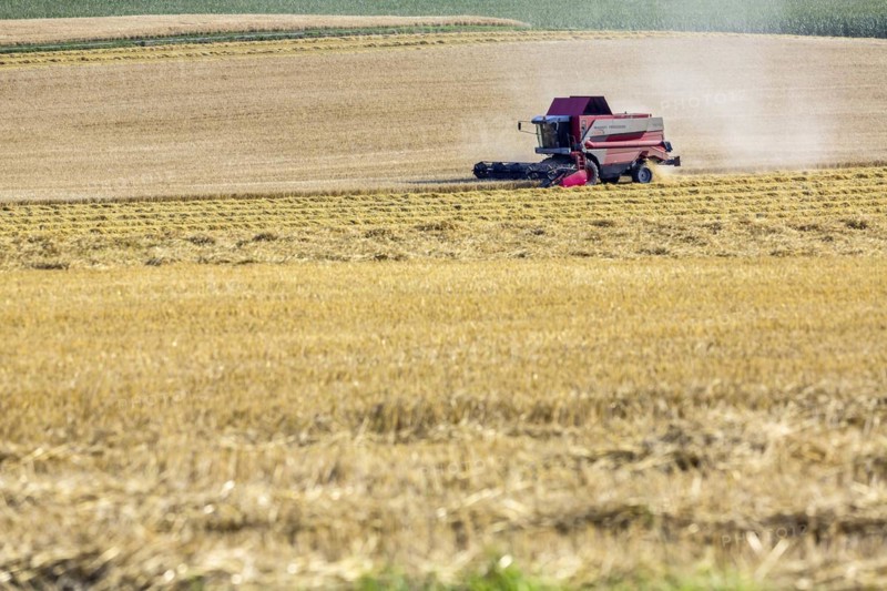 Grain harvest