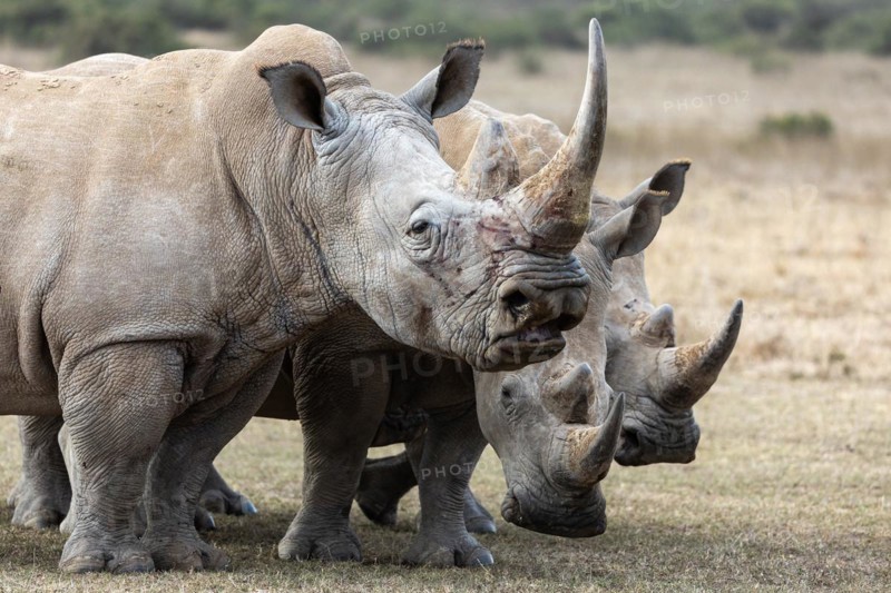 White rhinoceros