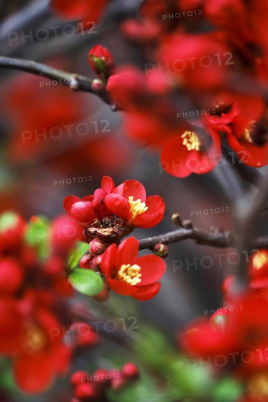 Ornamental quince