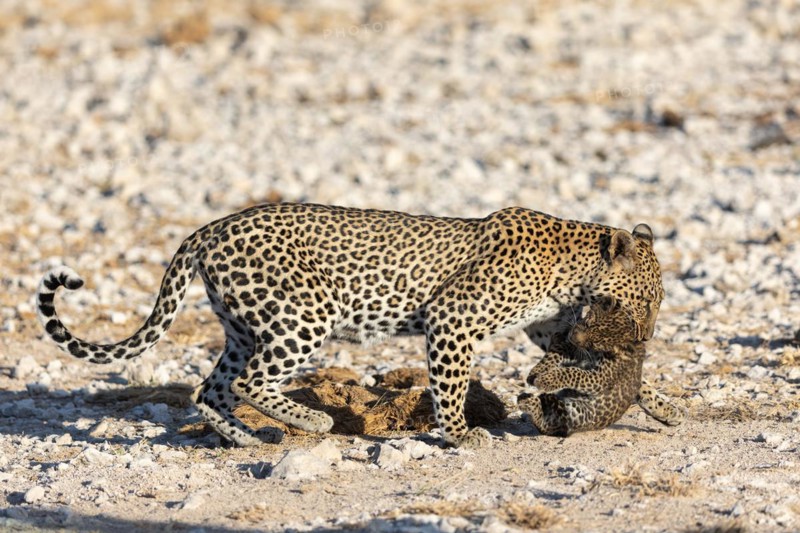 Leopard
