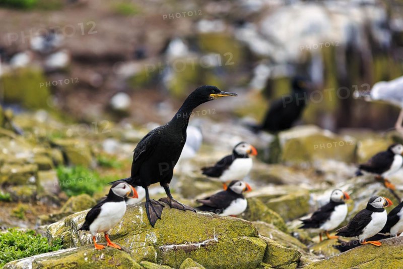 Common shag