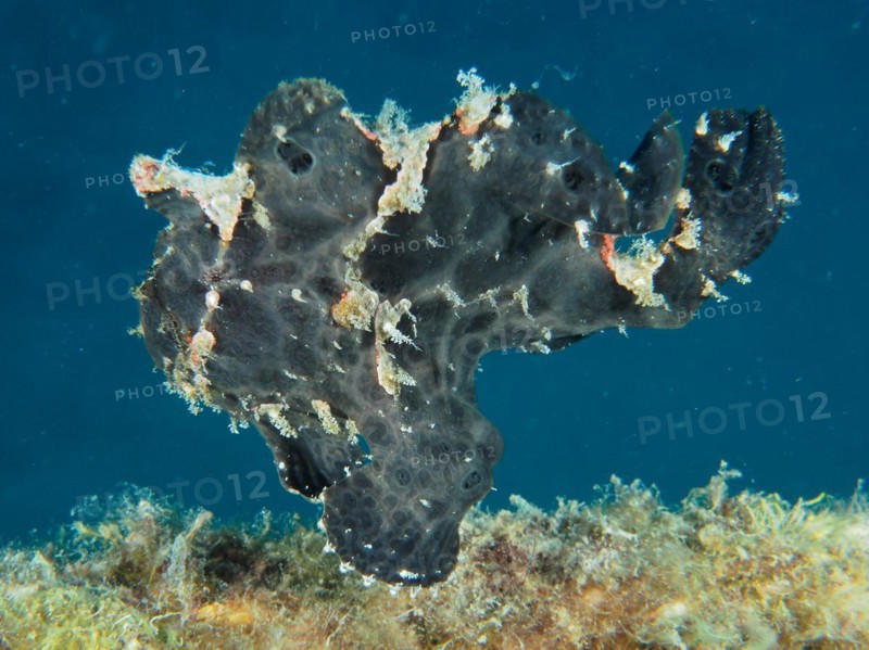 Giant frogfish