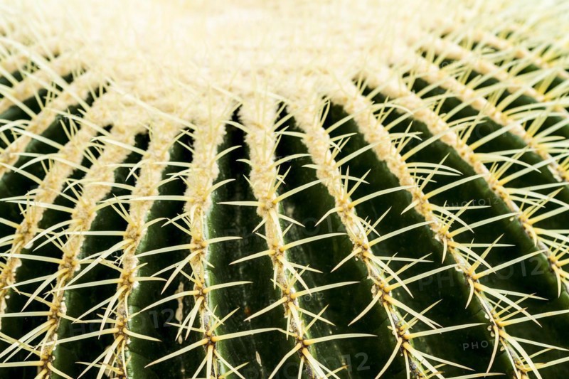 Gold ball cactus