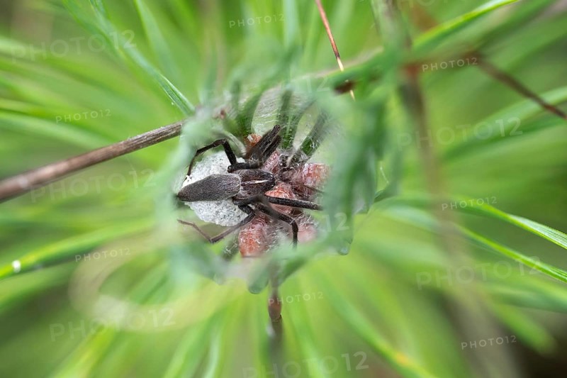 Nursery web spider