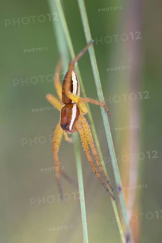 Raft spider