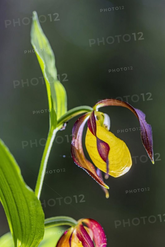 Close-up