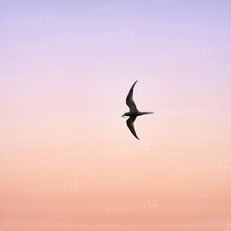 Arctic tern