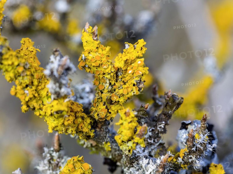 Tree lichen