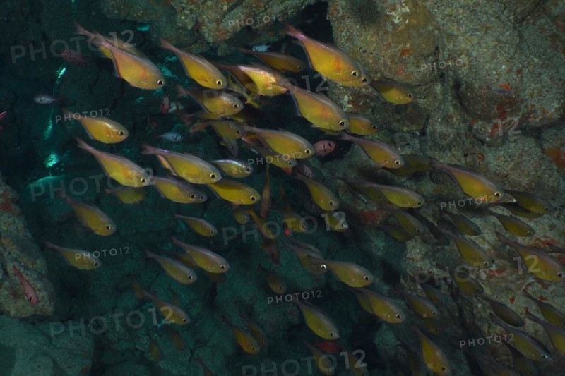 Shoal