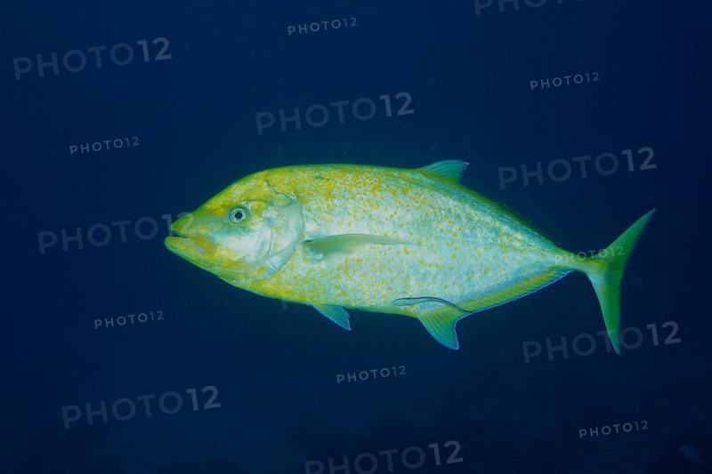 Orange-spotted trevally