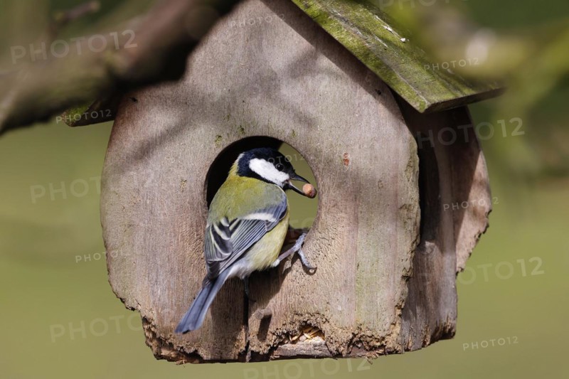 Great tit