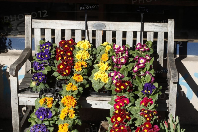Colourful flowering primroses in flower pots standing on a bench