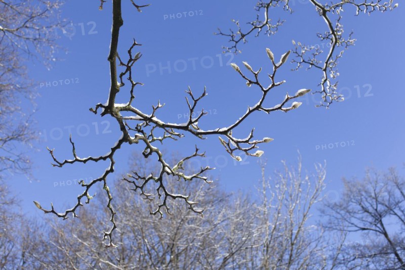 Snowy magnolia buds on tree branches in winter
