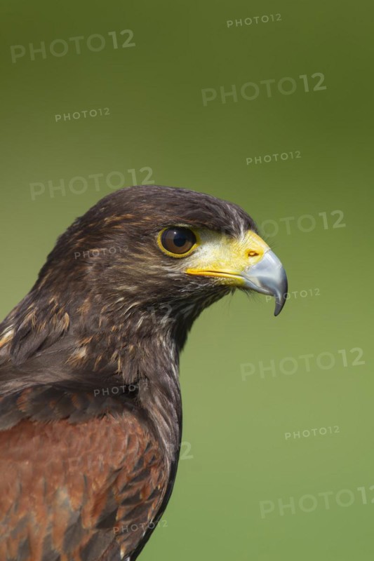 Harris hawk