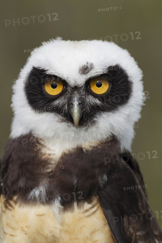 Spectacled owl
