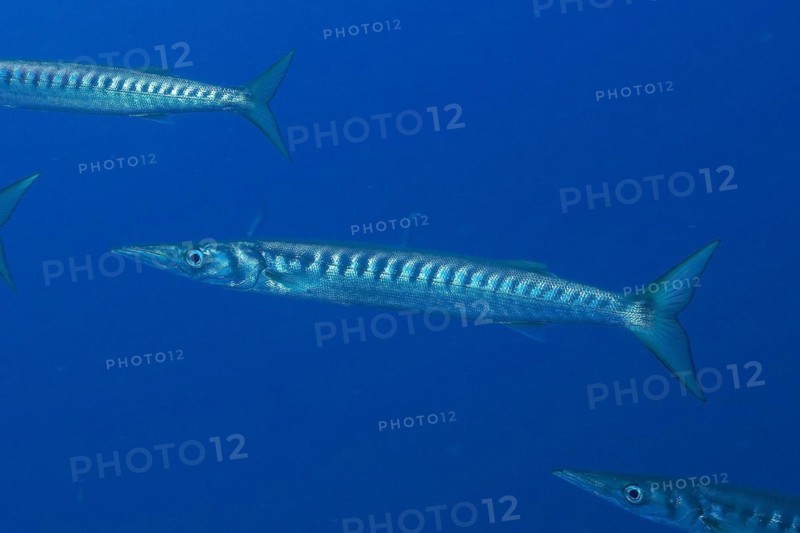 Barracuda in the Mediterranean Sea